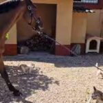 「体重差100倍!?」小型犬が大きな馬を引いてを散歩する（動画）