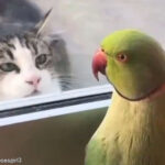 猫をもてあそぶインコ…安全なところから「いないいないばあっ」