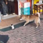 犬が無力な子猫をワンワン吠えていたら…ママ猫にこっぴどく叱られる（動画）