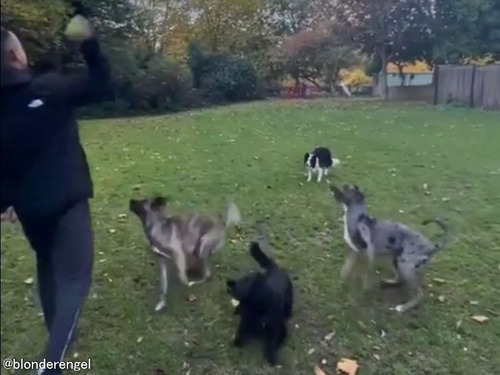 同じ犬でも観察力には違いがあった…ボールを待ち構える4匹の犬たち