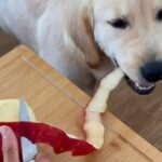 食いしん坊な犬がいると…リンゴの皮のゴミ処理が楽になる（動画）