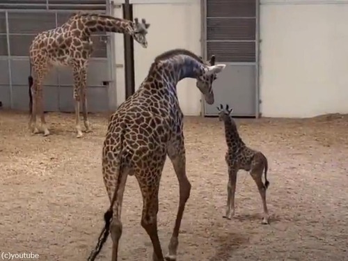 キリンのパパが赤ちゃんと初対面…不安そうに見つめるママ（動画）