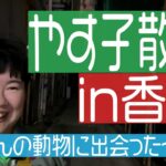 【日テレ２４時間テレビ】やす子の募金マラソン企画　放送法違反で終わりそう