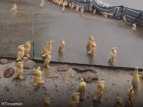 「雨が降ったらガチョウの群れが直立不動で固まっていた、おとなもヒナ鳥も…」