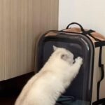 猫がおねだりするのでキャリーバッグに入れたら…「すぐに出せ！」と猛アピール（動画）