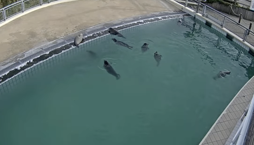 アザラシ幼稚園　テレ朝により荒らされる危険性が出てくるもアザラシ幼稚園スタッフの機転により回避へ