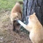 猫と遊びたいキツネが…ネコパンチで撃退される（動画）