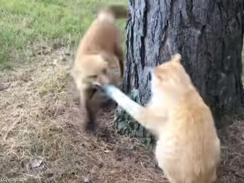 猫と遊びたいキツネが…ネコパンチで撃退される（動画）