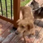 「なんて賢いワンちゃんだ…」独りでボール遊びする犬（動画）