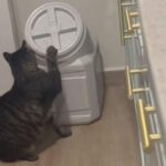 「なんて賢い猫…」簡単に開かないはずの食品保存容器を開けてしまう（動画）