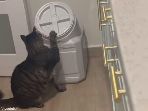 「なんて賢い猫…」簡単に開かないはずの食品保存容器を開けてしまう（動画）