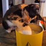 ドリンクに手を出したがる猫と飼い主の攻防（動画）