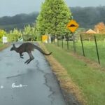 カンガルーは濡れた路面が苦手だった…次々にすべって転倒する（動画）