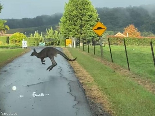 カンガルーは濡れた路面が苦手だった…次々にすべって転倒する（動画）