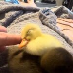 眠りこけたアヒルのヒナ鳥を…起こしてみたけど起きなかった（動画）