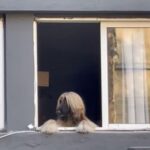 貴公子のような犬が2階の窓から街を見守っていた（動画）