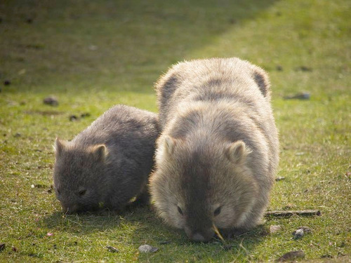 手足は短いけど…自分のおしりを掻くのが得意なウォンバットの赤ちゃん