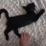 「眠った黒猫の赤ちゃんがどんなポーズも受け入れるので…」あのブランドロゴを再現!?