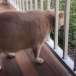 最近ちょっと太り気味の猫が…柵の間にはさまってしまう（動画）