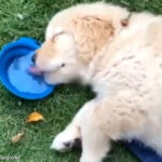 「なんて器用なんだ…」眠りながら水を飲む子犬