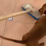 「掃除ができない…」デッキブラシと戦い続ける犬（動画）